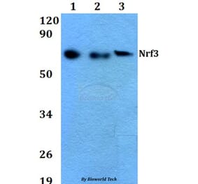 Anti-Nrf3 (D530) Antibody from Bioworld Technology (BS9275) - Antibodies.com