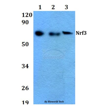 Anti-Nrf3 (D530) Antibody from Bioworld Technology (BS9275) - Antibodies.com