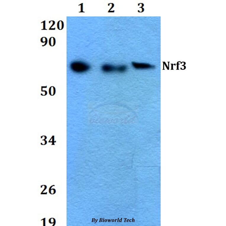 Anti-Nrf3 (D530) Antibody from Bioworld Technology (BS9275) - Antibodies.com