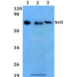 Anti-Nrf3 (D530) Antibody from Bioworld Technology (BS9275) - Antibodies.com