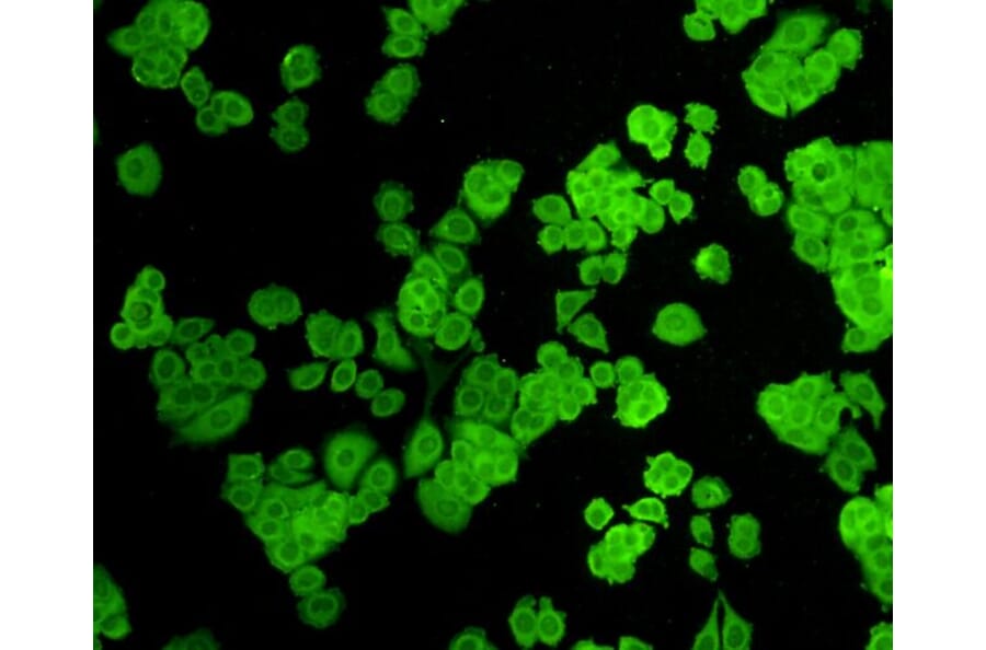 Anti-ZO1 Antibody from Bioworld Technology (BS9802M) - Antibodies.com