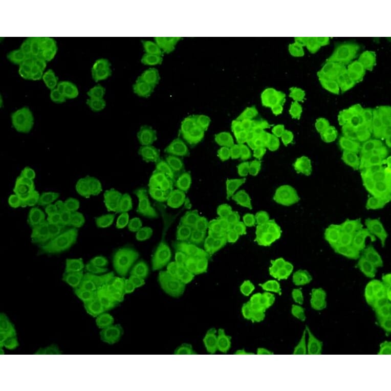 Anti-ZO1 Antibody from Bioworld Technology (BS9802M) - Antibodies.com