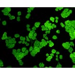 Anti-ZO1 Antibody from Bioworld Technology (BS9802M) - Antibodies.com