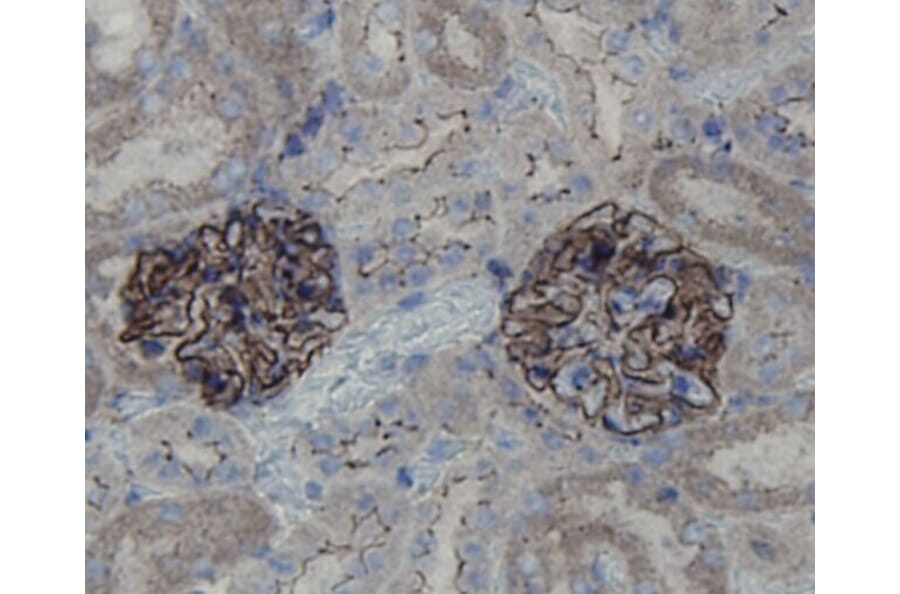 Anti-ZO1 Antibody from Bioworld Technology (BS9802M) - Antibodies.com