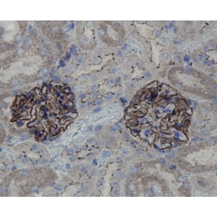 Anti-ZO1 Antibody from Bioworld Technology (BS9802M) - Antibodies.com