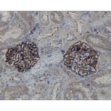 Anti-ZO1 Antibody from Bioworld Technology (BS9802M) - Antibodies.com