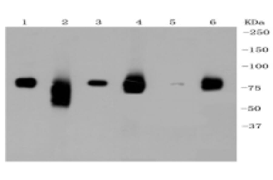 Anti-LRP1 Antibody from Bioworld Technology (BS9805M) - Antibodies.com