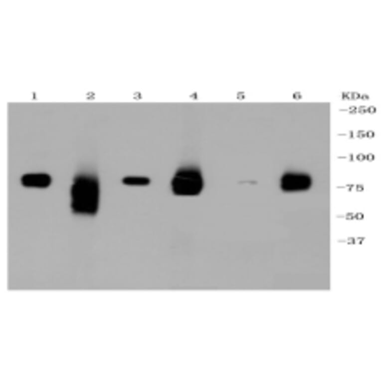 Anti-LRP1 Antibody from Bioworld Technology (BS9805M) - Antibodies.com