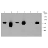 Anti-LRP1 Antibody from Bioworld Technology (BS9805M) - Antibodies.com