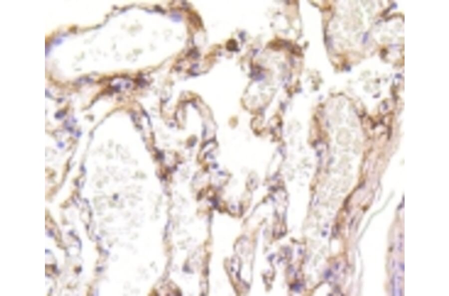 Anti-LRP1 Antibody from Bioworld Technology (BS9805M) - Antibodies.com