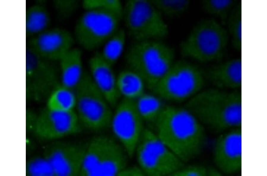 Anti-LRP1 Antibody from Bioworld Technology (BS9805M) - Antibodies.com