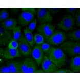 Anti-LRP1 Antibody from Bioworld Technology (BS9805M) - Antibodies.com