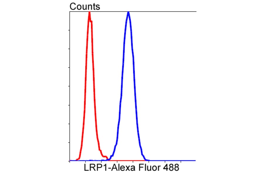 Anti-LRP1 Antibody from Bioworld Technology (BS9805M) - Antibodies.com