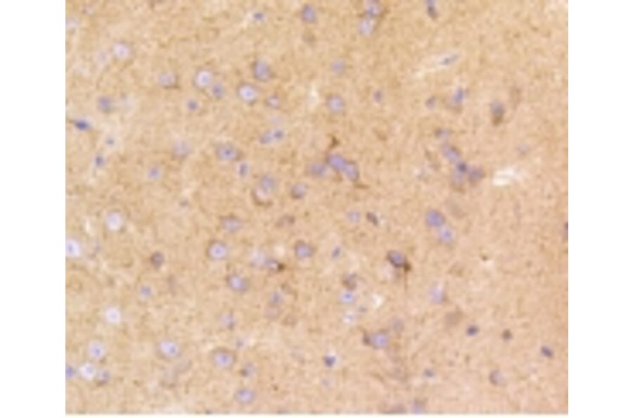 Anti-LRP1 Antibody from Bioworld Technology (BS9805M) - Antibodies.com