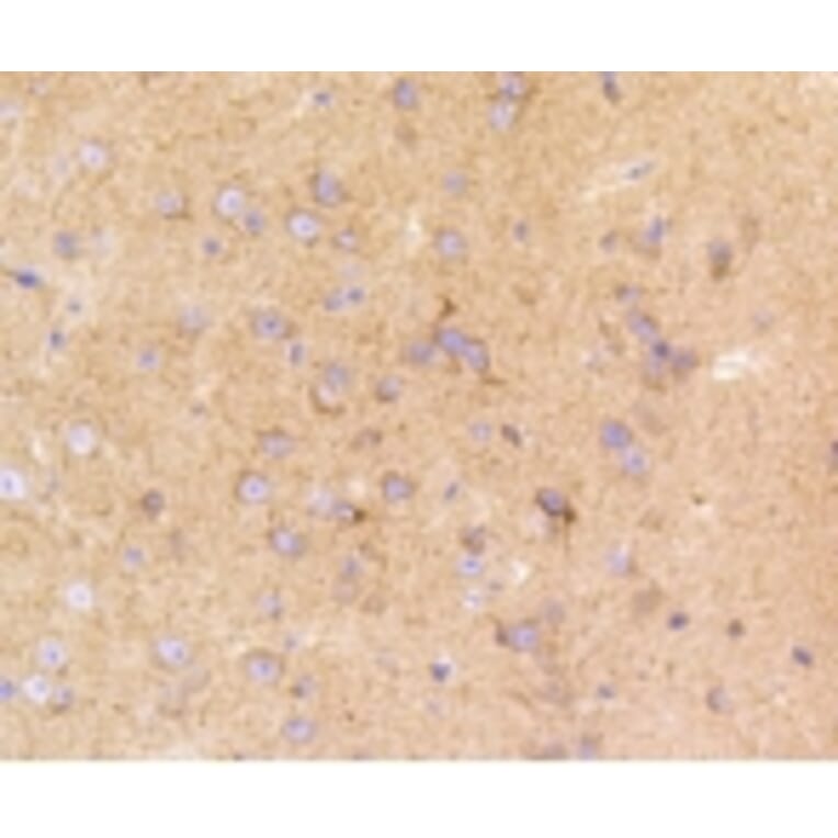 Anti-LRP1 Antibody from Bioworld Technology (BS9805M) - Antibodies.com