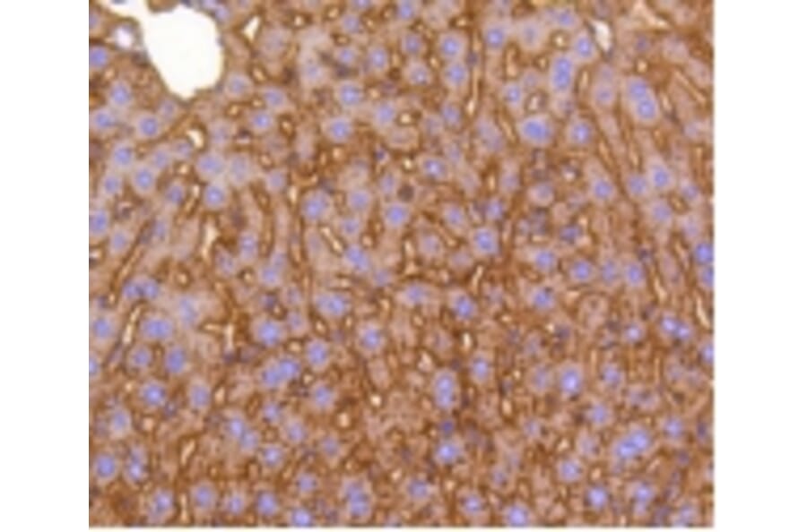 Anti-LRP1 Antibody from Bioworld Technology (BS9805M) - Antibodies.com