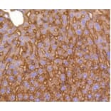 Anti-LRP1 Antibody from Bioworld Technology (BS9805M) - Antibodies.com