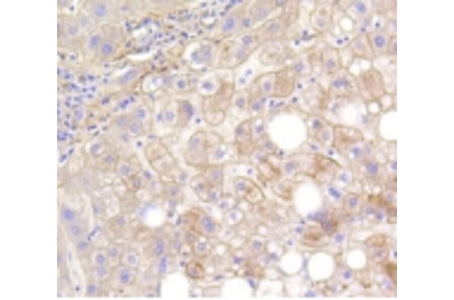 Anti-LRP1 Antibody from Bioworld Technology (BS9805M) - Antibodies.com