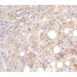 Anti-LRP1 Antibody from Bioworld Technology (BS9805M) - Antibodies.com