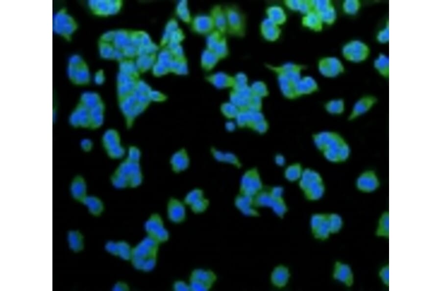 Anti-LRP1 Antibody from Bioworld Technology (BS9805M) - Antibodies.com