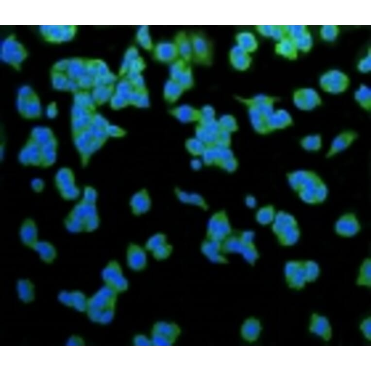 Anti-LRP1 Antibody from Bioworld Technology (BS9805M) - Antibodies.com