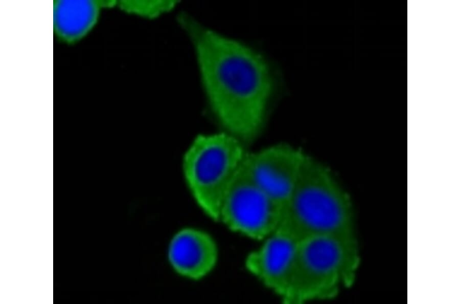 Anti-LRP1 Antibody from Bioworld Technology (BS9805M) - Antibodies.com
