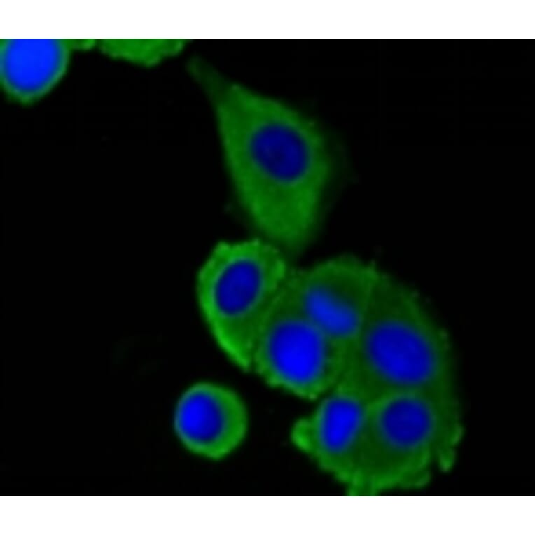 Anti-LRP1 Antibody from Bioworld Technology (BS9805M) - Antibodies.com