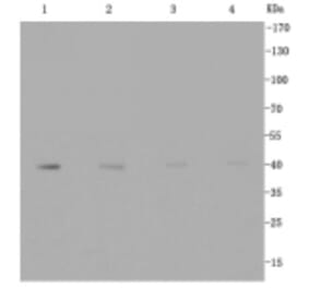 Anti-GLUT1 Antibody from Bioworld Technology (BS9806M) - Antibodies.com