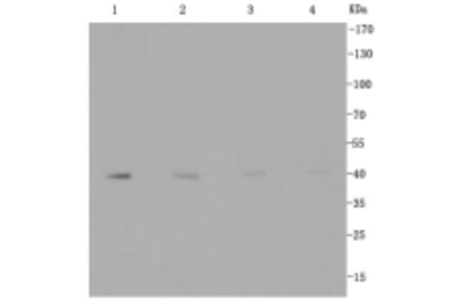Anti-GLUT1 Antibody from Bioworld Technology (BS9806M) - Antibodies.com