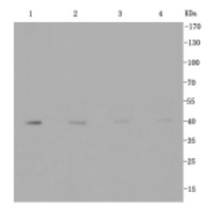 Anti-GLUT1 Antibody from Bioworld Technology (BS9806M) - Antibodies.com