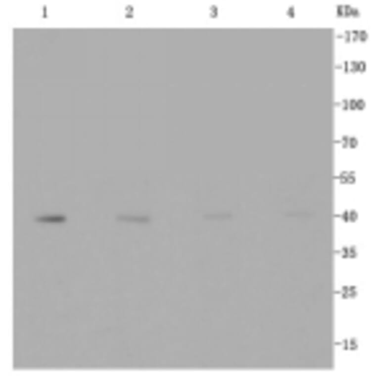 Anti-GLUT1 Antibody from Bioworld Technology (BS9806M) - Antibodies.com