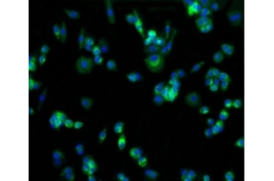 Anti-GLUT1 Antibody from Bioworld Technology (BS9806M) - Antibodies.com