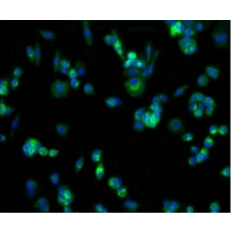 Anti-GLUT1 Antibody from Bioworld Technology (BS9806M) - Antibodies.com