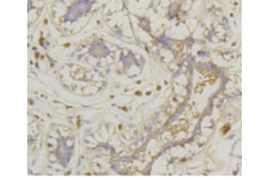 Anti-GLUT1 Antibody from Bioworld Technology (BS9806M) - Antibodies.com