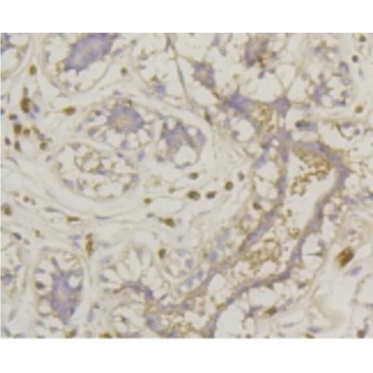 Anti-GLUT1 Antibody from Bioworld Technology (BS9806M) - Antibodies.com