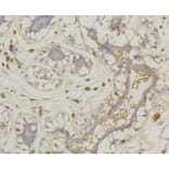 Anti-GLUT1 Antibody from Bioworld Technology (BS9806M) - Antibodies.com