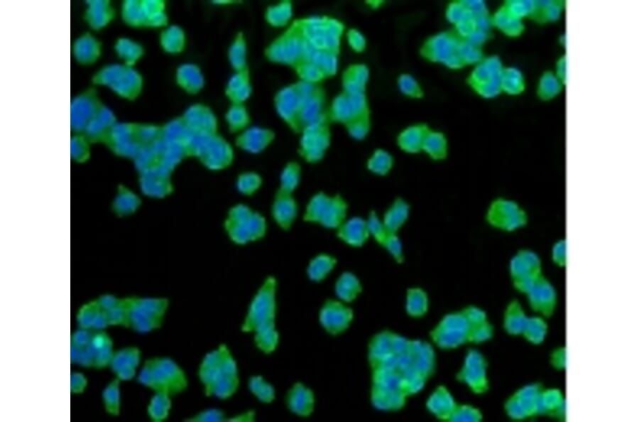 Anti-GLUT1 Antibody from Bioworld Technology (BS9806M) - Antibodies.com
