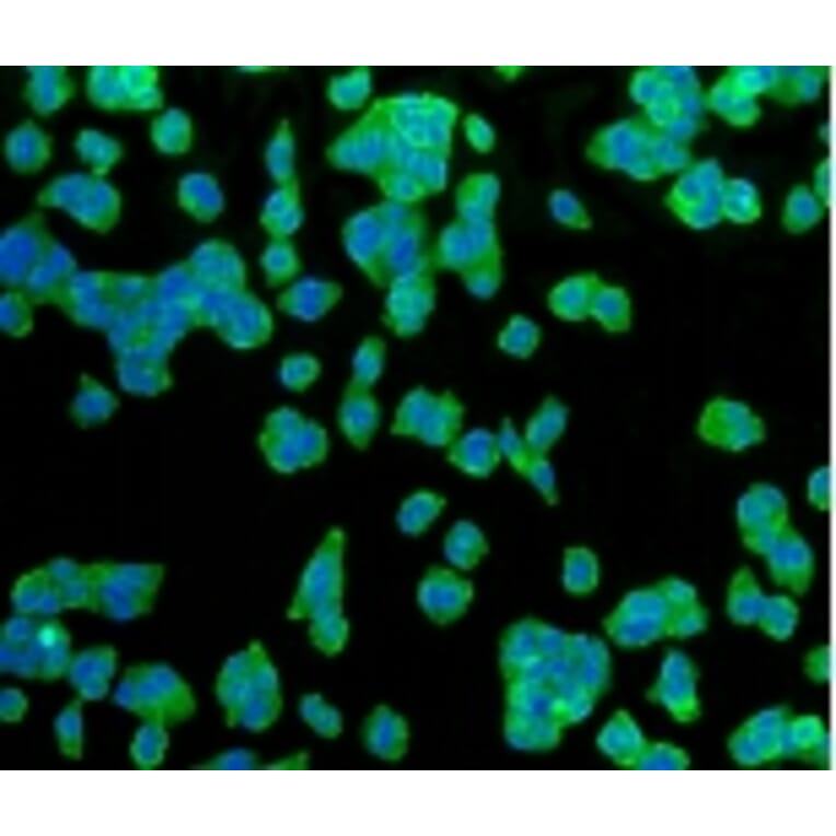 Anti-GLUT1 Antibody from Bioworld Technology (BS9806M) - Antibodies.com