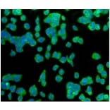 Anti-GLUT1 Antibody from Bioworld Technology (BS9806M) - Antibodies.com