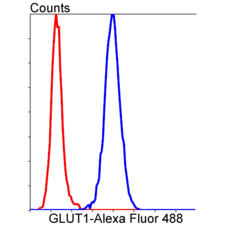 Anti-GLUT1 Antibody from Bioworld Technology (BS9806M) - Antibodies.com