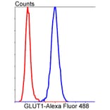 Anti-GLUT1 Antibody from Bioworld Technology (BS9806M) - Antibodies.com