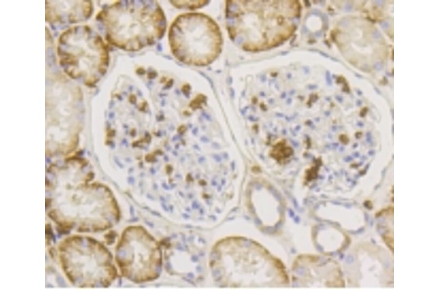 Anti-GLUT1 Antibody from Bioworld Technology (BS9806M) - Antibodies.com