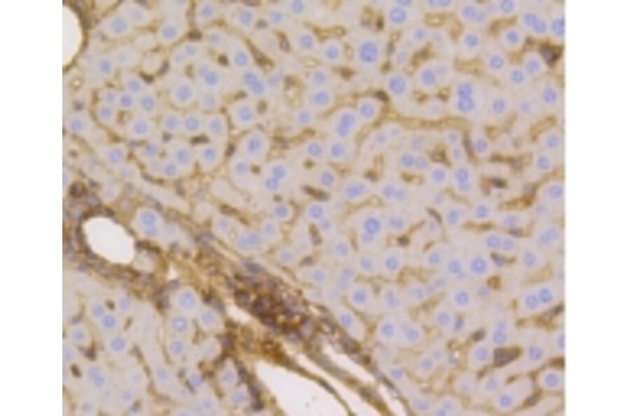 Anti-GLUT1 Antibody from Bioworld Technology (BS9806M) - Antibodies.com