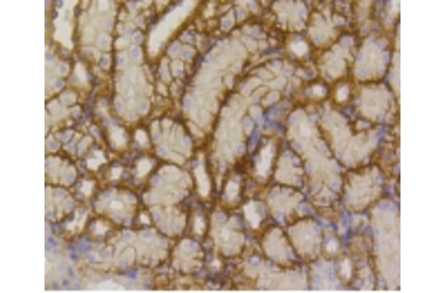 Anti-GLUT1 Antibody from Bioworld Technology (BS9806M) - Antibodies.com
