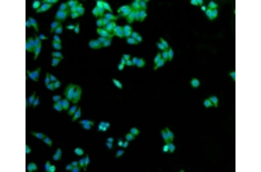 Anti-GLUT1 Antibody from Bioworld Technology (BS9806M) - Antibodies.com