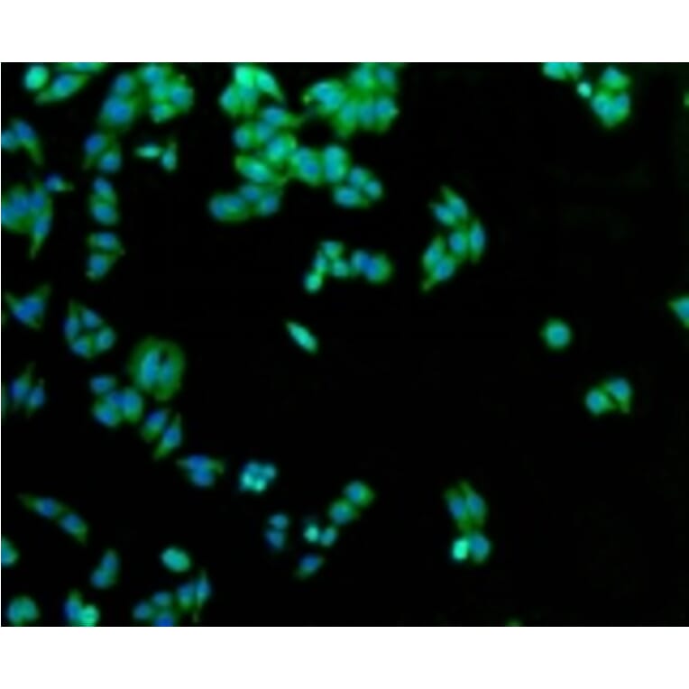 Anti-GLUT1 Antibody from Bioworld Technology (BS9806M) - Antibodies.com