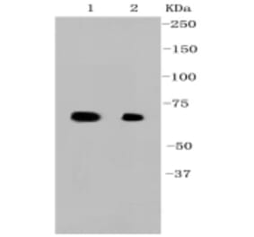 Anti-Hsp70 Antibody from Bioworld Technology (BS9807M) - Antibodies.com