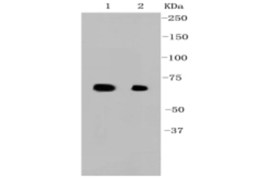 Anti-Hsp70 Antibody from Bioworld Technology (BS9807M) - Antibodies.com