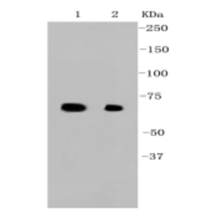 Anti-Hsp70 Antibody from Bioworld Technology (BS9807M) - Antibodies.com