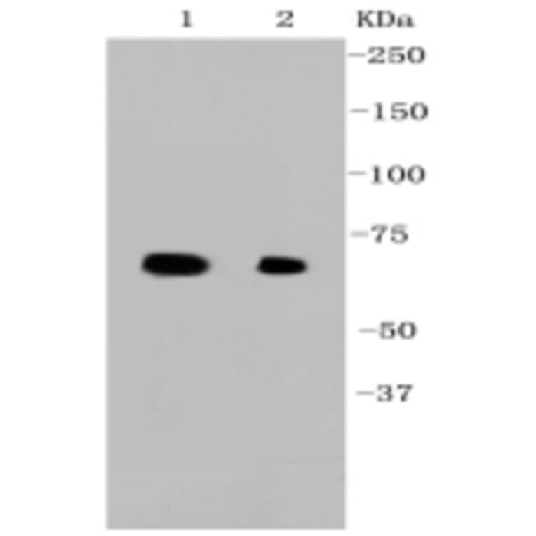 Anti-Hsp70 Antibody from Bioworld Technology (BS9807M) - Antibodies.com